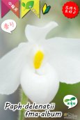 画像3: 【白いおもちみたいな可愛いパフィオ原種】Paph.delenatii fma.album （原種）パフィオペディラム　デレナティー フォーマ アルバ (3)