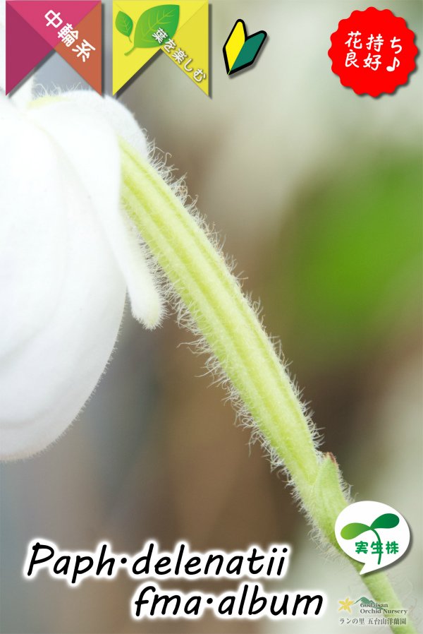 画像6: 【白いおもちみたいな可愛いパフィオ原種】Paph.delenatii fma.album （原種）パフィオペディラム　デレナティー フォーマ アルバ (6)