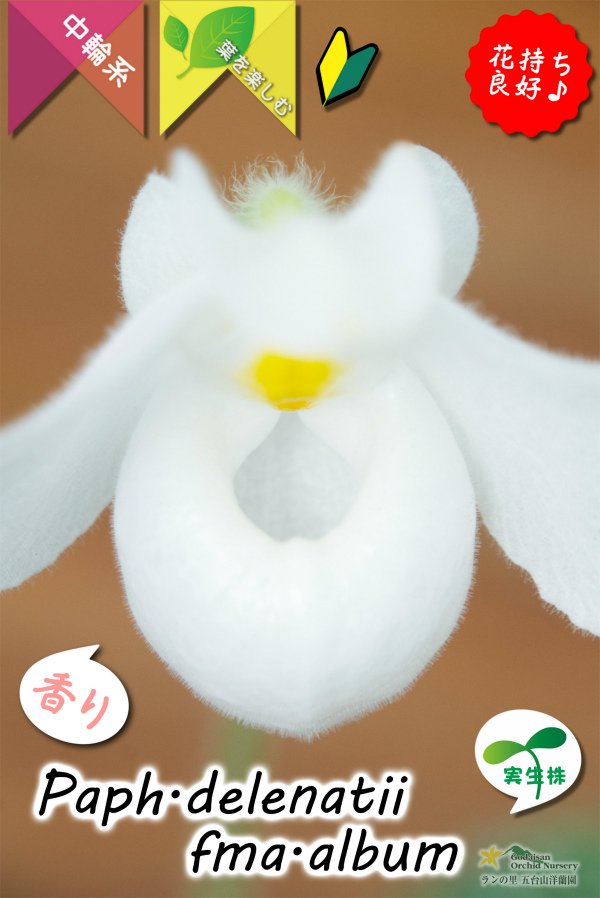 画像4: 【白いおもちみたいな可愛いパフィオ原種】Paph.delenatii fma.album （原種）パフィオペディラム　デレナティー フォーマ アルバ (4)