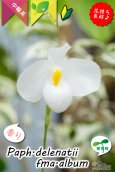 画像2: 【白いおもちみたいな可愛いパフィオ原種】Paph.delenatii fma.album （原種）パフィオペディラム　デレナティー フォーマ アルバ (2)