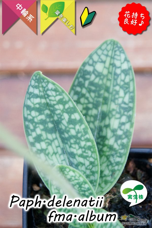 画像8: 【白いおもちみたいな可愛いパフィオ原種】Paph.delenatii fma.album （原種）パフィオペディラム　デレナティー フォーマ アルバ (8)