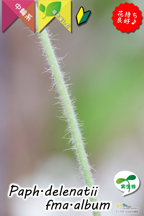 画像7: 【白いおもちみたいな可愛いパフィオ原種】Paph.delenatii fma.album （原種）パフィオペディラム　デレナティー フォーマ アルバ (7)