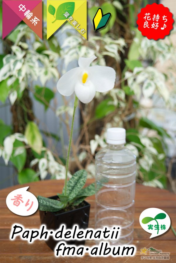 画像9: 【白いおもちみたいな可愛いパフィオ原種】Paph.delenatii fma.album （原種）パフィオペディラム　デレナティー フォーマ アルバ (9)