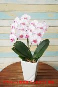 画像5: 【アウトレット】【和柄なピンク系のミディ胡蝶蘭】ミディ胡蝶蘭アマパール　２本立て (5)