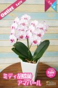 画像1: 【アウトレット】【和柄なピンク系のミディ胡蝶蘭】ミディ胡蝶蘭アマパール　２本立て (1)