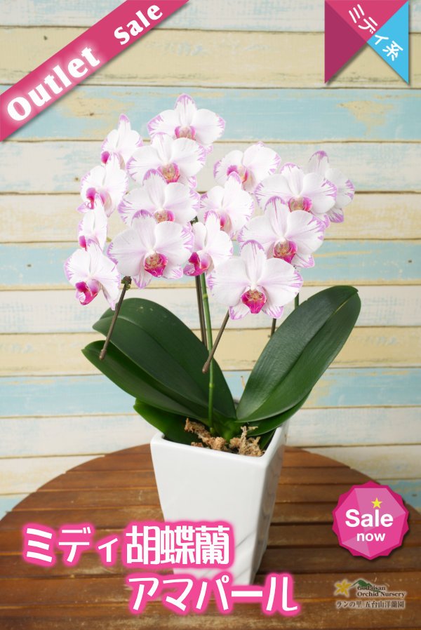 画像1: 【アウトレット】【和柄なピンク系のミディ胡蝶蘭】ミディ胡蝶蘭アマパール　２本立て (1)