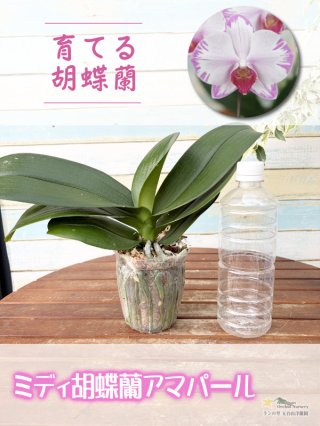 全商品 - 洋蘭専門店 ランの里 五台山洋蘭園