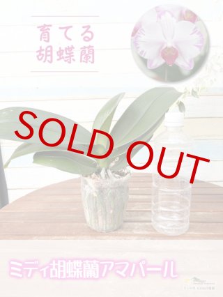 洋蘭専門店 ランの里 五台山洋蘭園胡蝶蘭（Phalaenopsis）交配種