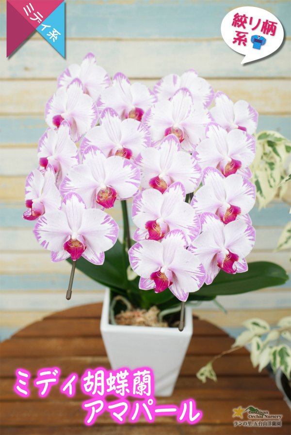 画像4: 【アウトレット】【和柄なピンク系のミディ胡蝶蘭】ミディ胡蝶蘭アマパール　２本立て (4)
