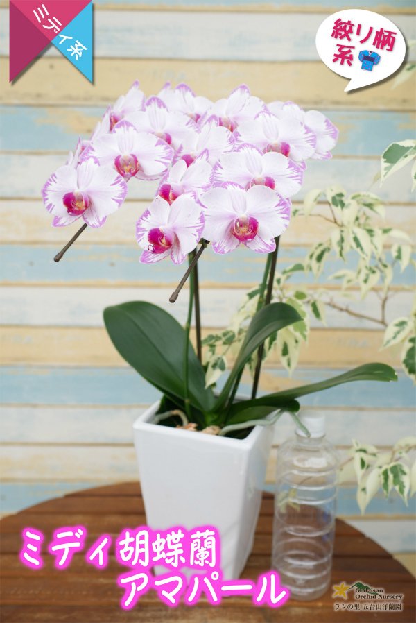 画像6: 【和柄なピンク系のミディ胡蝶蘭】ミディ胡蝶蘭アマパール　２本立て (6)