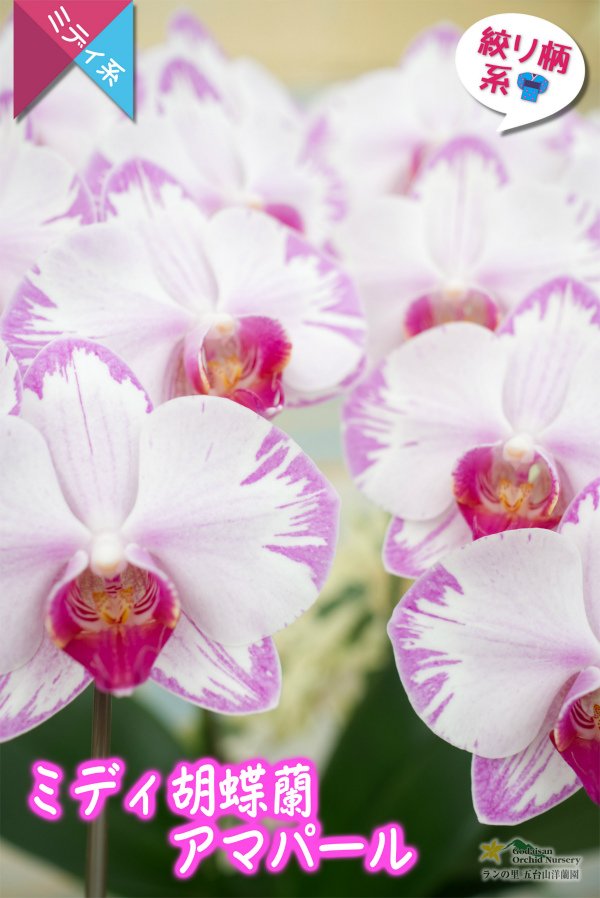 画像3: 【アウトレット】【和柄なピンク系のミディ胡蝶蘭】ミディ胡蝶蘭アマパール　２本立て (3)