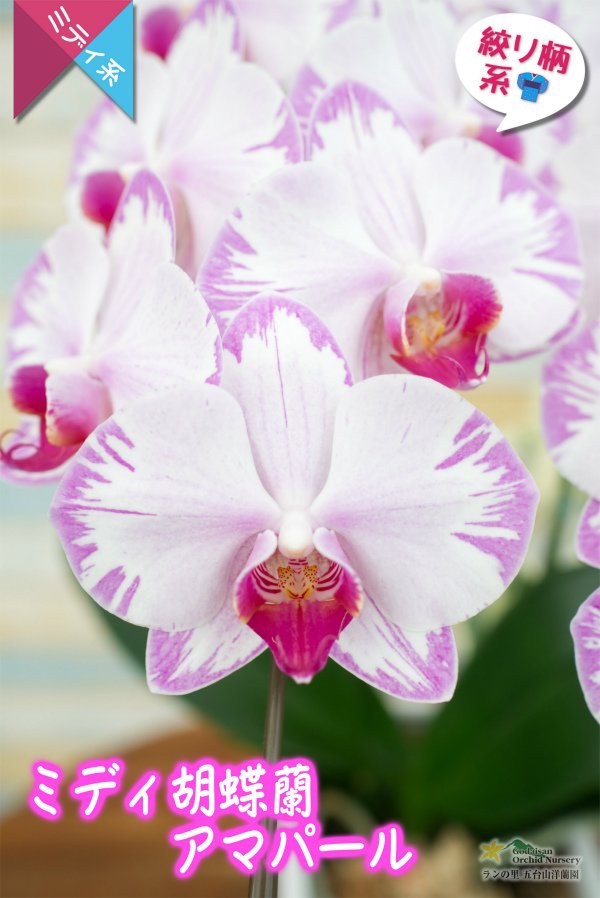 画像2: 【アウトレット】【和柄なピンク系のミディ胡蝶蘭】ミディ胡蝶蘭アマパール　２本立て (2)