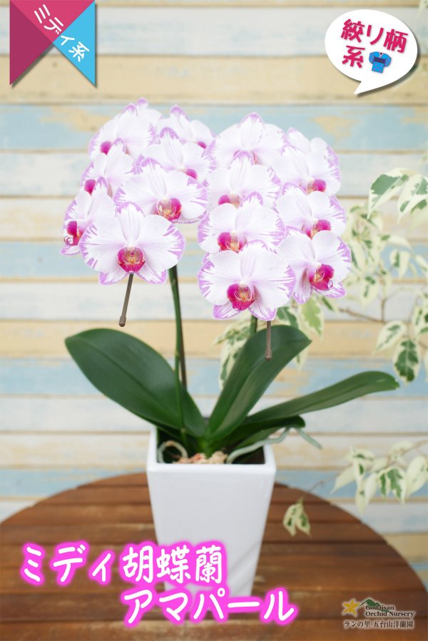 画像2: 【和柄なピンク系のミディ胡蝶蘭】ミディ胡蝶蘭アマパール　２本立て (2)