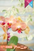 画像5: 【アウトレット】【輝くオレンジレッドのミディ胡蝶蘭】ミディ胡蝶蘭 アーニャ２本立て (5)