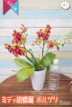 【写真の現品】５本立て蕾・花付き（お届け時に、開花している場合もございます。）