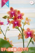 画像4: 【ほのかに控えめに香る情熱的なオレンジミディ胡蝶蘭】ミディ胡蝶蘭　ボルゲリ (4)