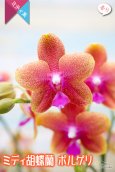 画像1: 【ほのかに控えめに香る情熱的なオレンジミディ胡蝶蘭】ミディ胡蝶蘭　ボルゲリ (1)