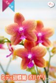 画像2: 【ほのかに控えめに香る情熱的なオレンジミディ胡蝶蘭】ミディ胡蝶蘭　ボルゲリ (2)