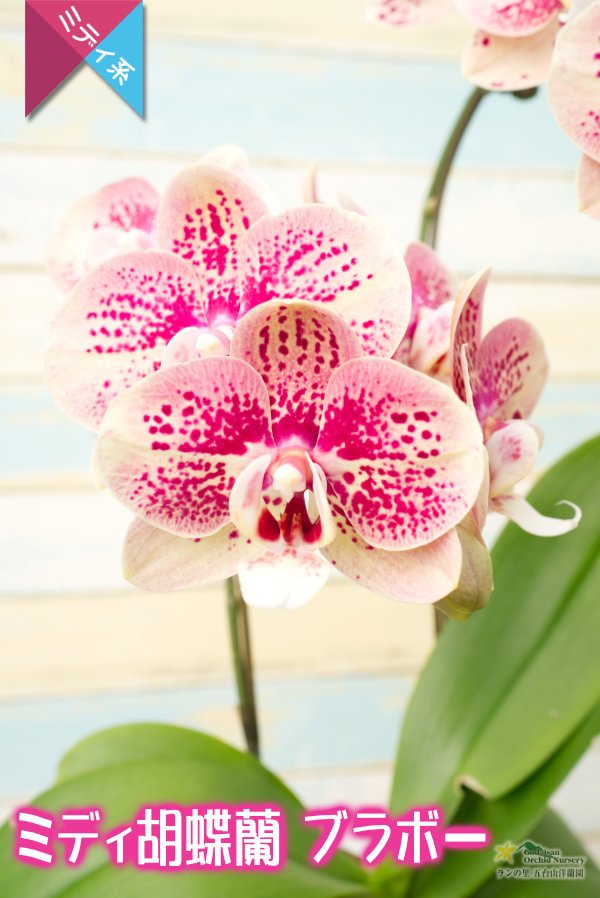 画像6: 【個性的なテラコッタ色♫のミディ胡蝶蘭】ミディ胡蝶蘭ブラボー２本立て (6)