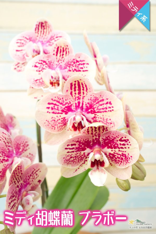 画像5: 【個性的なテラコッタ色♫のミディ胡蝶蘭】ミディ胡蝶蘭ブラボー２本立て (5)