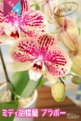 画像1: 【個性的なテラコッタ色♫のミディ胡蝶蘭】ミディ胡蝶蘭ブラボー２本立て (1)