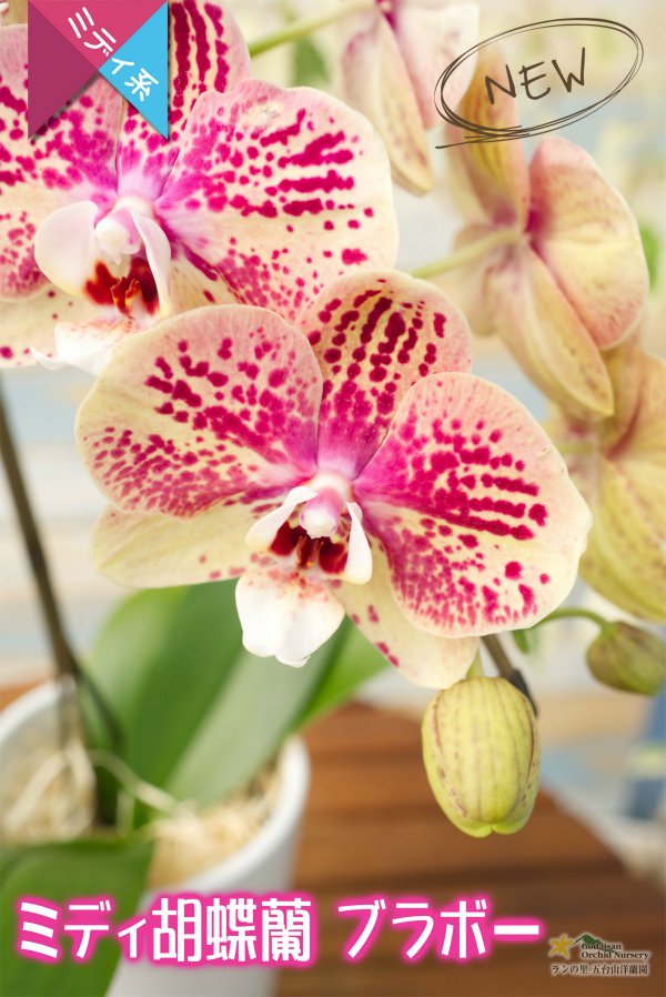 画像1: 【個性的なテラコッタ色♫のミディ胡蝶蘭】ミディ胡蝶蘭ブラボー２本立て (1)