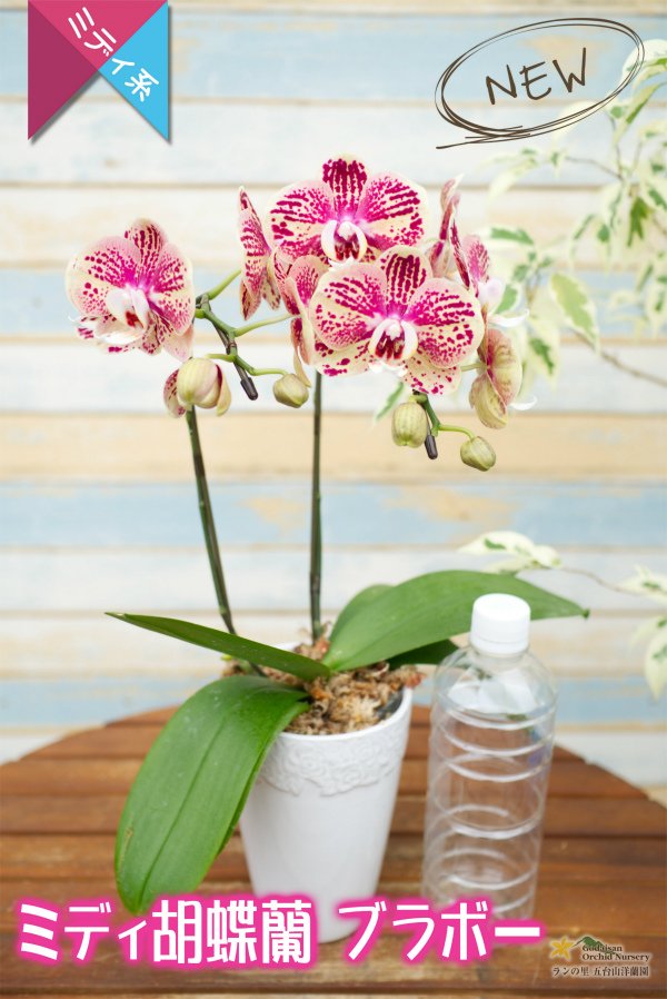 画像3: 【個性的なテラコッタ色♫のミディ胡蝶蘭】ミディ胡蝶蘭ブラボー２本立て (3)