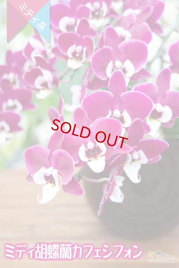 画像2: 【育てる胡蝶蘭♪】【ワインレッドと白リップが世界名作劇場登場人物を想わせるミディ胡蝶蘭】（交配種）ミディ胡蝶蘭　カフェシフォン (2)