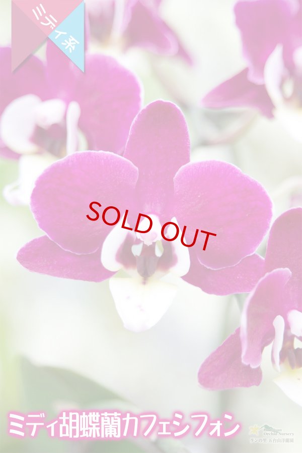 画像4: 【育てる胡蝶蘭♪】【ワインレッドと白リップが世界名作劇場登場人物を想わせるミディ胡蝶蘭】（交配種）ミディ胡蝶蘭　カフェシフォン (4)