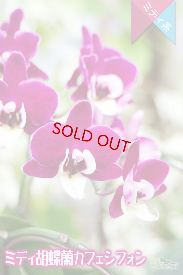 画像3: 【育てる胡蝶蘭♪】【ワインレッドと白リップが世界名作劇場登場人物を想わせるミディ胡蝶蘭】（交配種）ミディ胡蝶蘭　カフェシフォン (3)