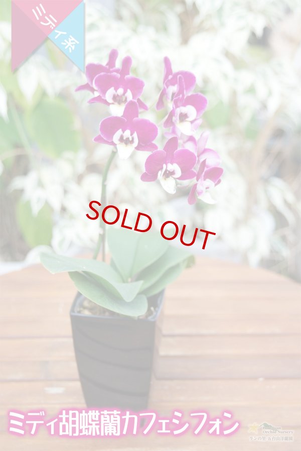 画像5: 【育てる胡蝶蘭♪】【ワインレッドと白リップが世界名作劇場登場人物を想わせるミディ胡蝶蘭】（交配種）ミディ胡蝶蘭　カフェシフォン (5)