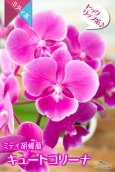 画像3: 【花の形が丸くて可愛い♪ビッグリップ系！】（交配種）ミディ胡蝶蘭 　キュートコリーナ２本立て (3)