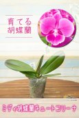 画像1: 【育てる胡蝶蘭♪】【花の形が丸くて可愛い♪ビッグリップ系！】（交配種）ミディ胡蝶蘭 　キュートコリーナ (1)