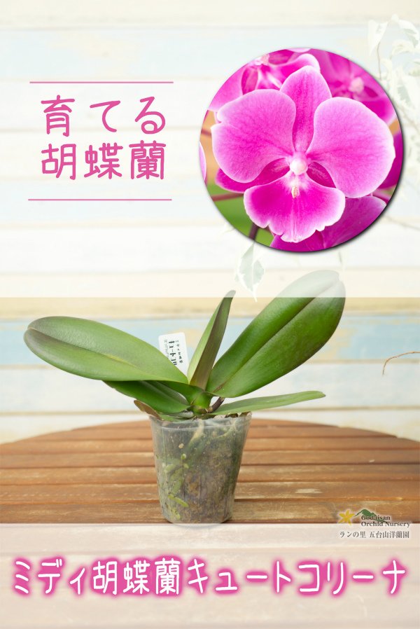 画像1: 【育てる胡蝶蘭♪】【花の形が丸くて可愛い♪ビッグリップ系！】（交配種）ミディ胡蝶蘭 　キュートコリーナ (1)