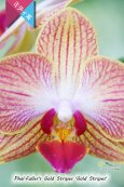 画像4: 【育てる胡蝶蘭♪】【枝分かれするオレンジストライプ・ミディ胡蝶蘭】Phal.Fuller's Gold Stripes ‘Gold Stripes' （交配種）ミディ胡蝶蘭　フラーズゴールドストライプス‘ゴールドストライプス' (4)