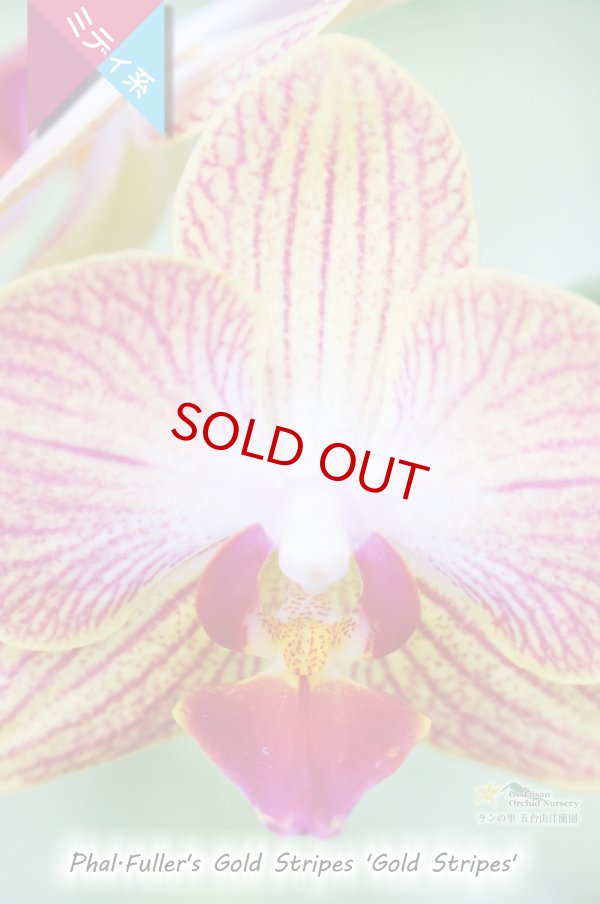 画像4: 【育てる胡蝶蘭♪】【枝分かれするオレンジストライプ・ミディ胡蝶蘭】Phal.Fuller's Gold Stripes ‘Gold Stripes' (交配種)ミディ胡蝶蘭 フラーズゴールドストライプス‘ゴールドストライプス' (4)