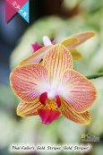 画像3: 【育てる胡蝶蘭♪】【枝分かれするオレンジストライプ・ミディ胡蝶蘭】Phal.Fuller's Gold Stripes ‘Gold Stripes' （交配種）ミディ胡蝶蘭　フラーズゴールドストライプス‘ゴールドストライプス' (3)