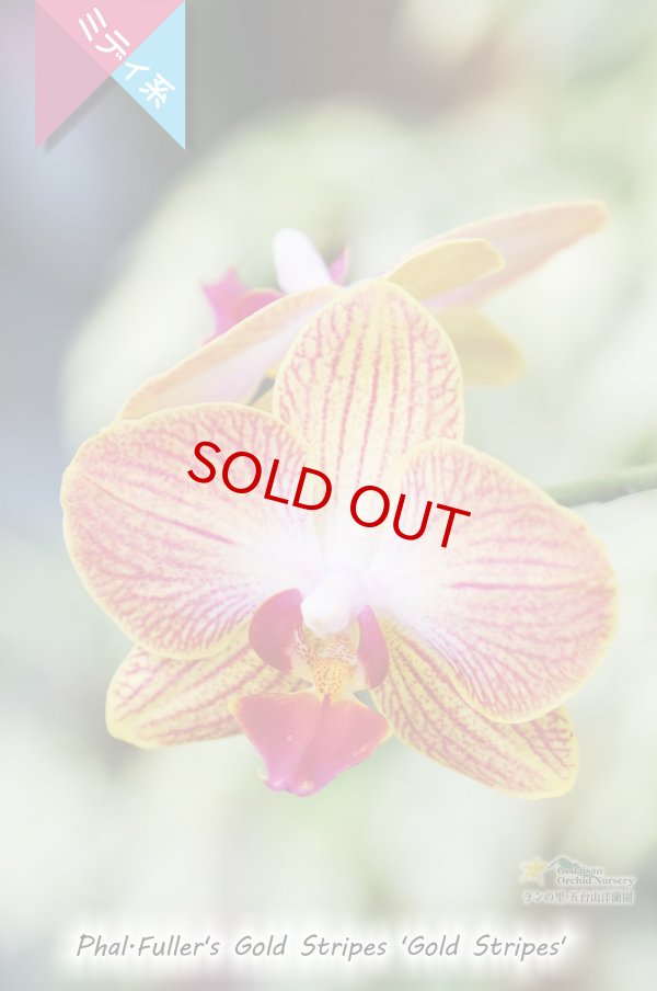 画像3: 【育てる胡蝶蘭♪】【枝分かれするオレンジストライプ・ミディ胡蝶蘭】Phal.Fuller's Gold Stripes ‘Gold Stripes' (交配種)ミディ胡蝶蘭 フラーズゴールドストライプス‘ゴールドストライプス' (3)