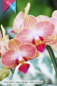 画像2: 【育てる胡蝶蘭♪】【枝分かれするオレンジストライプ・ミディ胡蝶蘭】Phal.Fuller's Gold Stripes ‘Gold Stripes' （交配種）ミディ胡蝶蘭　フラーズゴールドストライプス‘ゴールドストライプス' (2)