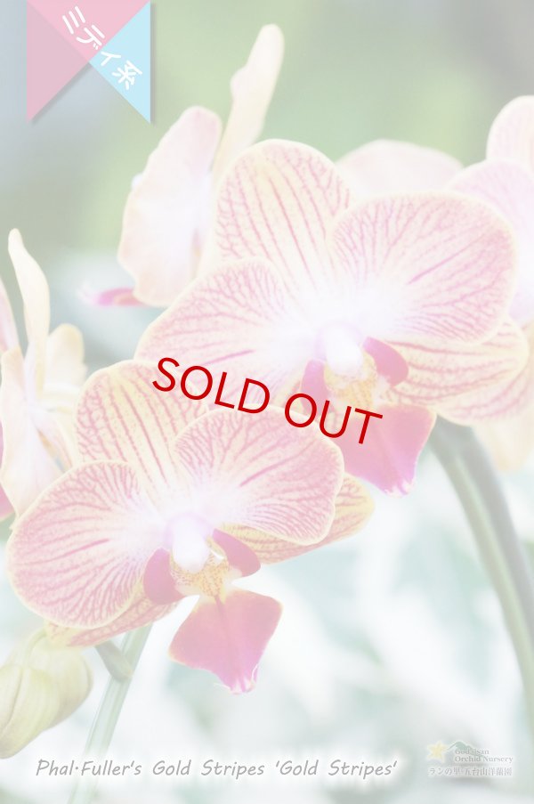 画像2: 【育てる胡蝶蘭♪】【枝分かれするオレンジストライプ・ミディ胡蝶蘭】Phal.Fuller's Gold Stripes ‘Gold Stripes' (交配種)ミディ胡蝶蘭 フラーズゴールドストライプス‘ゴールドストライプス' (2)