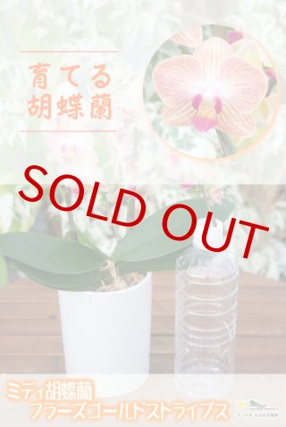 【良血統・強香開花株】原種交配種 洋蘭　洋ラン　胡蝶蘭 まずは手に取ってみよう！ U to You！！ オススメ胡蝶蘭 〜②受賞品種