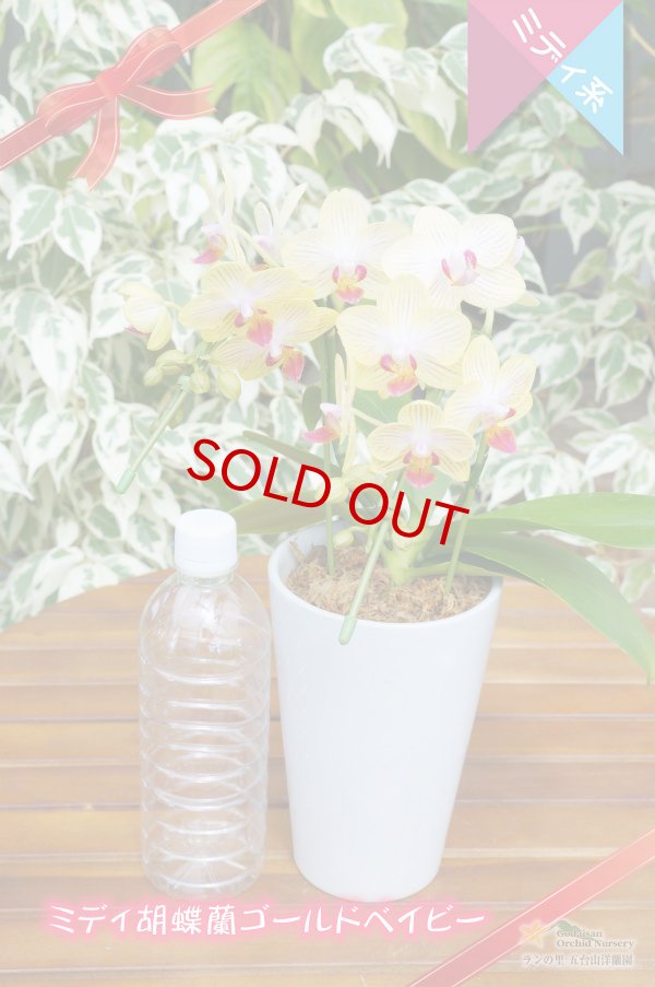 画像4: 【育てる胡蝶蘭♪】【黄色系ストライプ・ミディ胡蝶蘭】ミディ胡蝶蘭　ゴールドベイビー (4)