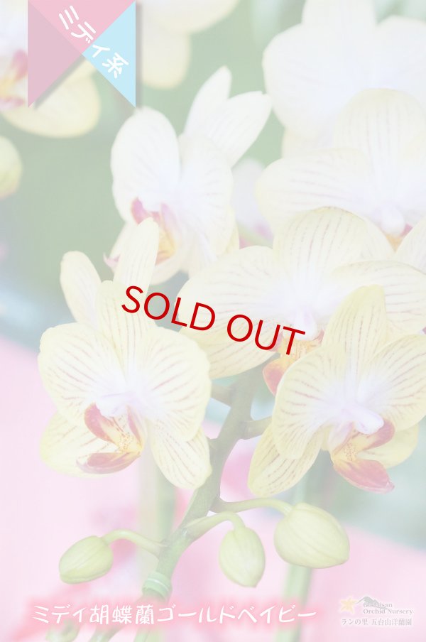 画像2: 【育てる胡蝶蘭♪】【黄色系ストライプ・ミディ胡蝶蘭】ミディ胡蝶蘭　ゴールドベイビー (2)