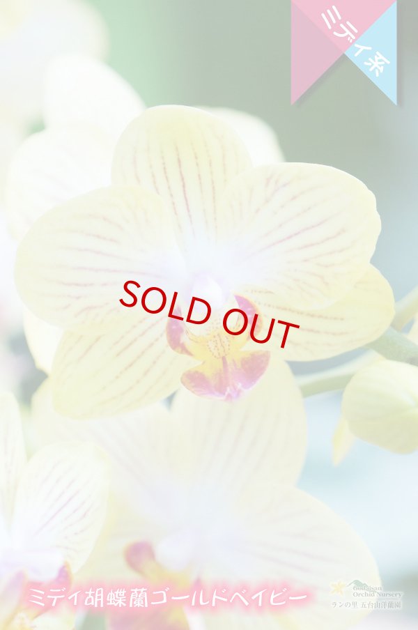 画像3: 【育てる胡蝶蘭♪】【黄色系ストライプ・ミディ胡蝶蘭】ミディ胡蝶蘭　ゴールドベイビー (3)