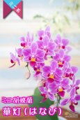 画像4: 【街灯のあかりのように照らすミニ胡蝶蘭】ミニ胡蝶蘭　華灯（はなび）１本立て (4)