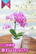 画像5: 【街灯のあかりのように照らすミニ胡蝶蘭】ミニ胡蝶蘭　華灯（はなび）１本立て (5)