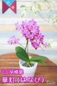 画像2: 【街灯のあかりのように照らすミニ胡蝶蘭】ミニ胡蝶蘭　華灯（はなび）１本立て (2)