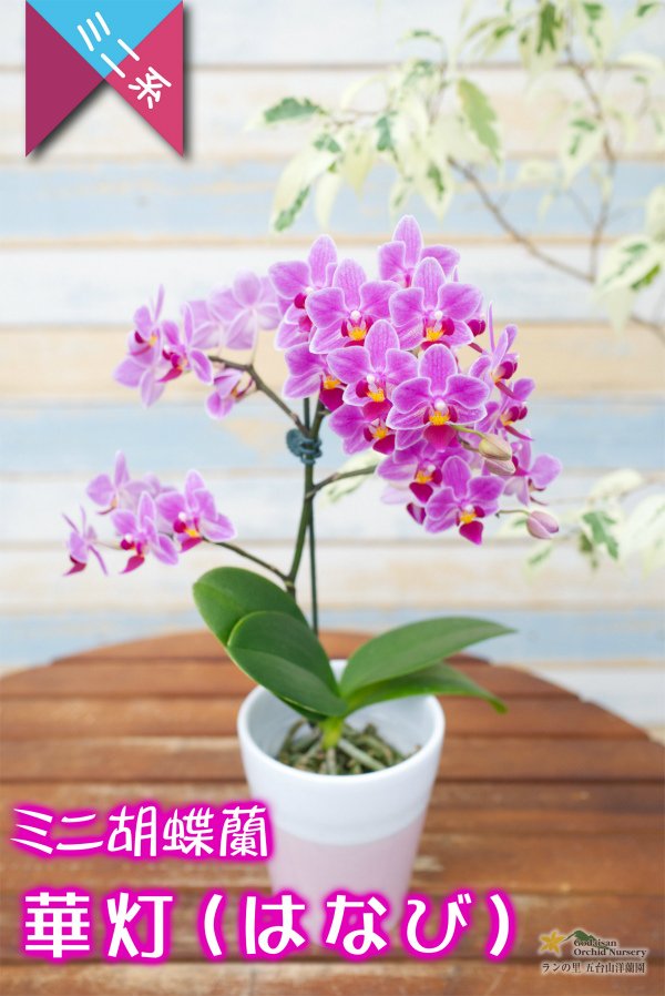画像1: 【街灯のあかりのように照らすミニ胡蝶蘭】ミニ胡蝶蘭　華灯（はなび）１本立て (1)