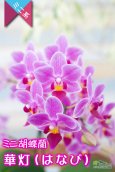 画像3: 【街灯のあかりのように照らすミニ胡蝶蘭】ミニ胡蝶蘭　華灯（はなび）１本立て (3)
