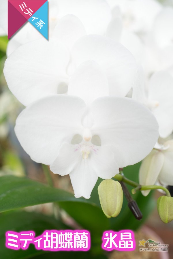 画像2: 【純白・ビッグリップ系ミディ胡蝶蘭】ミディ胡蝶蘭　氷晶２本立て (2)